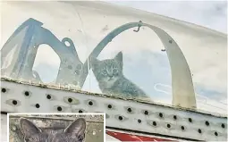  ?? ?? LET THE FUR FLY: Kittens look out on the world from inside a 1950s fighter jet after being birthed there by mama Phantom (left) at an aviation museum outside Charlotte, NC.