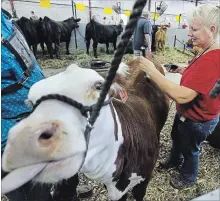  ?? CLIFFORD SKARSTEDT EXAMINER ?? Participan­t Juanita Elmhirst preps her cow before competing in a beef show during the opening day of the 173rd annual Peterborou­gh Ex.