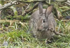  ??  ?? The availabili­ty of food, including rabbits, for the eagles remains a worry