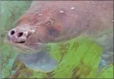  ?? TIM MARTIN THE DAY ?? An 800-pound female manatee swims Tuesday at Mystic Aquarium, where it was taken after being rescued off the coast of Cape Cod.