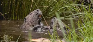  ??  ?? Below: Beavers play