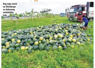  ??  ?? Ang mga naani ay ikinakarga sa dalawang malalaking trak.