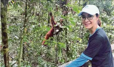  ?? PIC COURTESY OF SABAH WILDLIFE DEPARTMENT ?? Tan Sri Michelle Yeoh at the Orang Utan Rehabilita­tion Centre in Sepilok.