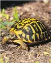  ?? CHRIS LEONE/THE ASSOCIATED PRESS ?? Turtles are interestin­g pets with highly individual­ized personalit­ies if you get to know them.