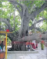 ?? ?? Akshayvatv­riksh ( undying baniyan tree) at Shukteerth. It’s says that Shukdev Rishi narrated Bhagwat Katha to Raja Parikshit, grandson of Arjun, under this Baniyan tree.