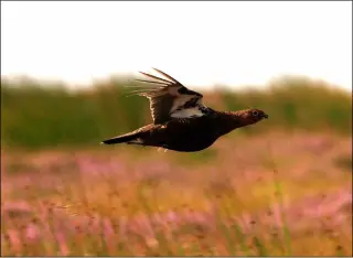  ?? ?? Few will ever forget their first grouse and if you do, you probably shouldn’t be shooting grouse at all