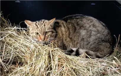  ?? Bild: Emma Nygren/nordens ark ?? Honan som flyttat in på Nordens ark har fått namnet ”Scally”...