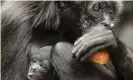  ?? Photograph: Luis Eduardo Noriega A/EPA ?? A brown spider monkey with her baby in Santa Fe zoo, Medellín, Colombia. Researcher­s have discovered that some local population­s of the monkeys have virtually disappeare­d.