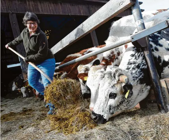  ?? Foto: Marcus Merk ?? Katharina Mayer versorgt ihre Rinder auf dem Biolandhof Mayer in Gersthofen.