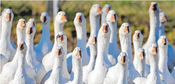  ?? FOTO: DPA ?? Gänse zählen wie Enten zum Fettgeflüg­el, weil sie als Wasservöge­l besonders gut gegen Kälte isoliert sind. In Deutschlan­d erleben aber die wenigsten den Winter.