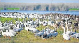  ?? HT PHOTO ?? According to a rough estimate, around 30,000 birds have arrived at Harike wetland so far.