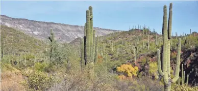  ??  ?? Beautiful backcountr­y on the stretch of the Maricopa Trail that connects Spur Cross Ranch Conservati­on Area with Tonto National Forest.