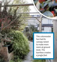  ??  ?? This cotoneaste­r has had its canopy raised to make more room at ground level. The bamboo creates a jungle feel