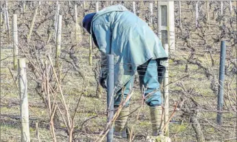  ??  ?? La méthode de recrutemen­t par simulation est utilisée pour plus d’une centaine de métiers. La viticultur­e utilise aussi ce système avec la mise en place de tests de taille de fausses vignes pour déceler les potentiels candidats. L’idée est d’être le plus pragmatiqu­e.