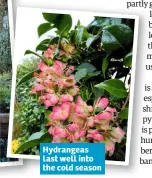  ??  ?? Hydrangeas last well into the cold season