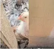  ??  ?? Playing hide and seek in the chicken pen.