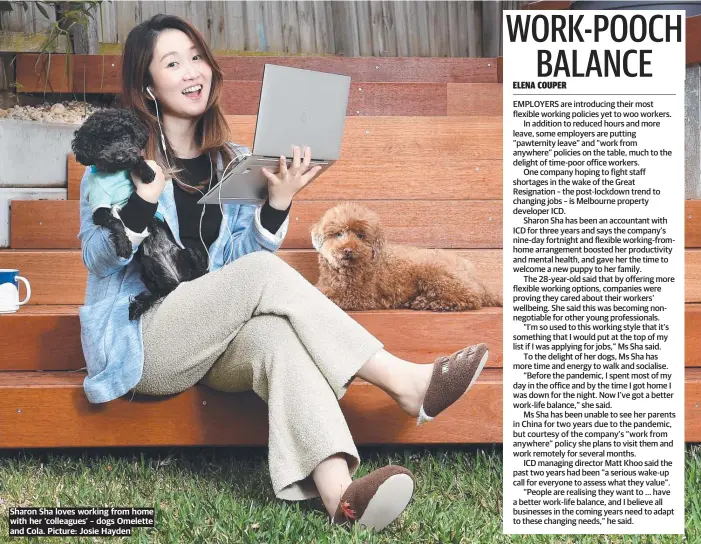  ?? Picture: Josie Hayden ?? Sharon Sha loves working from home with her ‘colleagues’ – dogs Omelette and Cola.