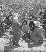  ?? Arkansas Democrat-Gazette/STEPHEN STEED ?? Mary Blackmon confers with her father, Charles (left), and farm manager Larry Williams at a stand of corn on Green Delta Farms at Wilmot.