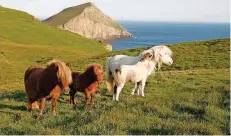  ?? FOTO: DPA ?? Die auf den Shetlands beheimatet­en Ponys wurden im Zuge der industriel­len Revolution auf dem britischen Festland angesiedel­t.