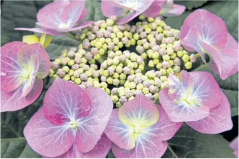  ?? THERESA FORTE/SPECIAL TO POSTMEDIA NEWS ?? Lacecap hydrangeas have been bred to have a flat (or just slightly domed) flower head that contains the large, sterile outer florets (sepals) and a dense cluster of inner, fertile flower.