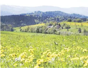  ?? CAMERON HEWITT ?? The bucolic landscape of the Black Forest is punctuated by scenic towns and memorable hiking trails.