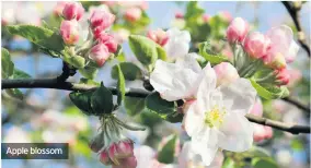  ??  ?? Apple blossom