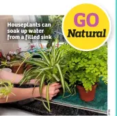  ??  ?? Houseplant­s can soak up water from a filled sink