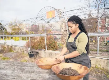  ?? HEATHER KHALIFA/THE PHILADELPH­IA INQUIRER ?? Amirah Mitchell works with pigeon pea seeds at Greensgrow Farms.