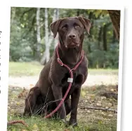  ??  ?? Passt auf
Ein Hund kann sogar am Gesichtsau­sdruck eines fremden Menschen dessen Stimmung erkennen. (Leine: Wolters)