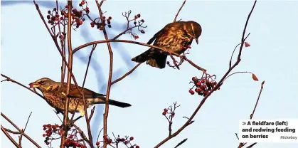  ?? Mickeboy ?? > A fieldfare (left) and redwing feeding on berries