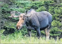  ?? SUBMITTED ?? There are an estimated 1,800 moose in the Cape Breton Highlands National Park.