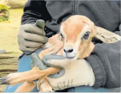  ??  ?? Imagen de la gacela nacida en el Zoobotánic­o la semana pasada.