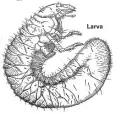  ??  ?? Larva
New Zealand grass grub, now called Costelytra giveni.