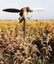  ?? Shannon Tompkins / Houston Chronicle ?? Texas dove hunters could see some of their best-quality hunting from mid-October through early November, when migrant doves flock into fields of ripening croton and gorge on the native “doveweed” seeds.