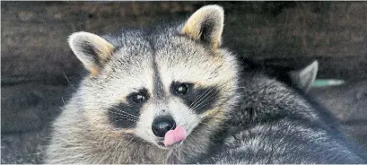  ?? LOIC VENANCE AFP/GETTY IMAGES FILE PHOTO ?? Torontonia­ns have a relationsh­ip with raccoons that largely revolves around their weekly festival of green-bin burglary.