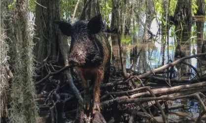  ??  ?? The issue of feral hogs in the US has been bubbling under the surface for some time. Photograph: Rebecca Santana/AP