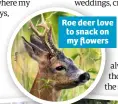  ??  ?? Roe deer love to snack on my flowers