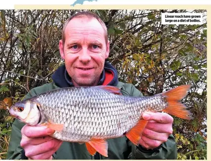  ??  ?? Linear roach have grown large on a diet of boilies.