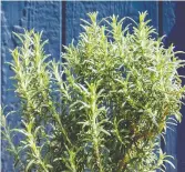  ?? DEBORAH MAIER ?? Aromatic rosemary is not hardy in Calgary, but can be tricky to overwinter.