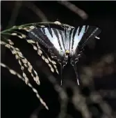  ??  ?? Clockwise from top: Bronze ant-blue Acrodipsas brisbanens­is; tawny coster Acraea terpsicore; Kakadu four-barred swordtail Protograph­ium leosthenes geimbia.