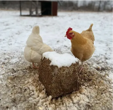  ?? Division of Agricultur­e) ?? Backyard chickens brave the snow in early January 2024 to enjoy a feed cake. (Special to The Commercial/John Lovett/University of Arkansas System