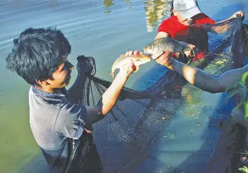  ??  ?? Two carp freshly netted from one of the family ponds dug with the support of FAO in Conda Baja, in the municipali­ty of Pocona. The introducti­on of fish farming and vegetables in the production and food intake of rural communitie­s in highlands valleys...