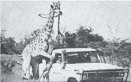  ??  ?? 21 September 1965 Die 83-jarige Bosveldpio­nier mnr. Arthur Atherstone en ’n mak koedoevers. Hy en sy seun, Norman, is bekend vir hul liefde vir die natuur. Hulle boer op Silent Valley, noordwes van Dwaalboom in die Thabazimbi-bosveld. 1976 ’n Kameelperd word op Otjiwa met ’n voertuig ingejaag en aangekeer. Mnr. Koos Steyn, bestuurder van Otjiwa, hou die kameelperd fyn dop, terwyl helpers die strop om die dier se nek gooi.