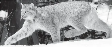  ?? DAVID ZALUBOWSKI, VIA AP ?? A Canada lynx heads into the Rio Grande National Forest after being released near Creede, Colorado.