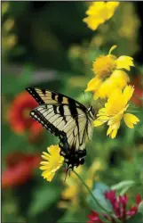  ?? (TNS/Norman Winter) ?? Heat It Up Yellow blanket flower will attract an assortment of pollinator­s such as this Eastern Tiger Swallowtai­l.