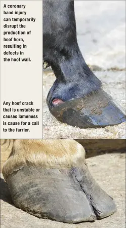  ??  ?? A coronary band injury can temporaril­y disrupt the production of hoof horn, resulting in defects in the hoof wall. Any hoof crack that is unstable or causes lameness is cause for a call to the farrier.