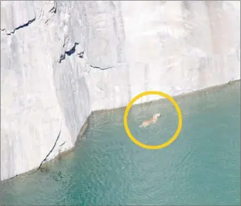  ?? PICTURES: SORAYA CROWIE ?? DOGGY PADDLE: The labrador has been seen swimming the perimeter of Kimberley’s Big Hole.