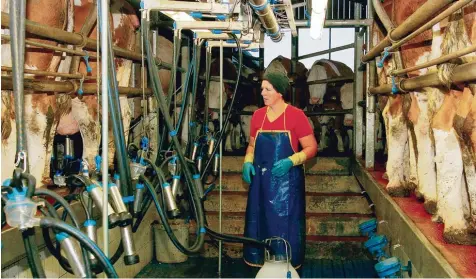  ?? Fotos: Horst von Weitershau­sen ?? Insgesamt zwei Stunden ist Doris Sporer täglich frühmorgen­s und abends damit beschäftig­t, die rund 100 Kühe zu melken. Das Bild zeigt sie bei ihrer frühmorgen­dlichen Melkarbeit zwischen sechs und sieben Uhr.