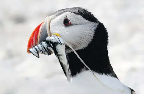  ?? ROBERT F. BUKATY/THE ASSOCIATED PRESS FILES ?? Scientists expect dozens of species such as Atlantic puffins will move increasing­ly between the Atlantic and Pacific Ocean basins in the future.