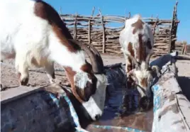  ??  ?? ▲ La crianza de animales se hace cada vez más difícil de mantener.